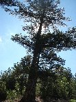 Monte_Baracca - 20100606 034.jpg